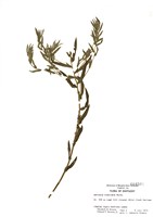 藏品(豬草屬)的圖片